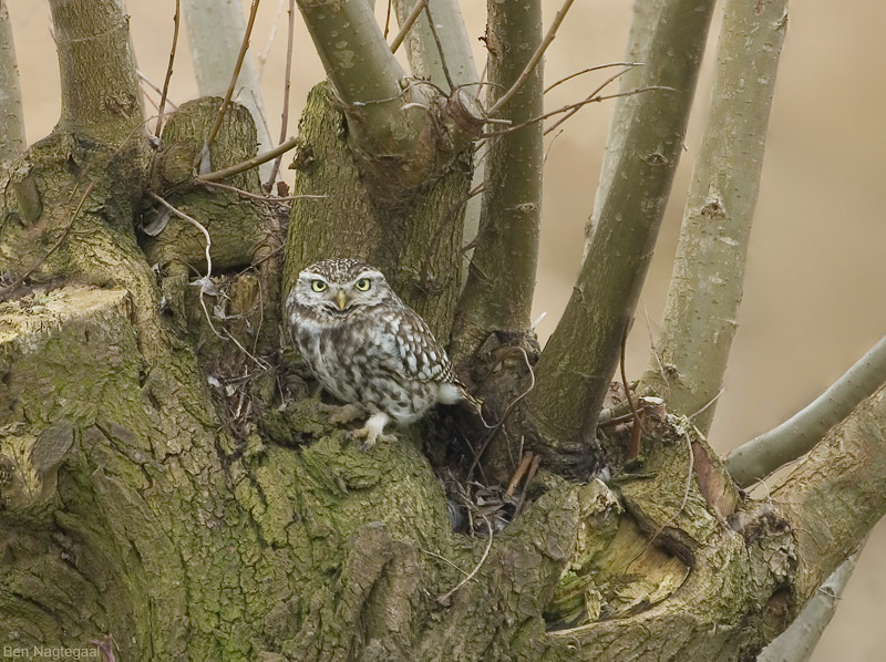 Steenuil - Little Owl - Athene noctua vidalii
