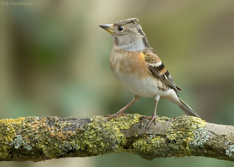 Keep - Brambling - Fringilla Montifringilla