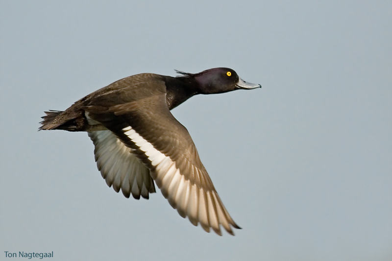 Kuifeend - Tufted duck - Aythya fuligula