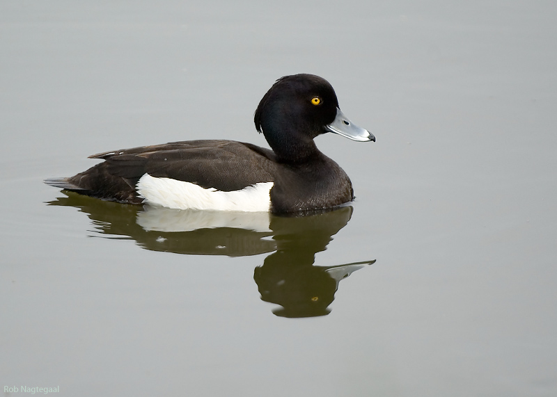 Kuifeend - Tufted duck - Aythya fuligula