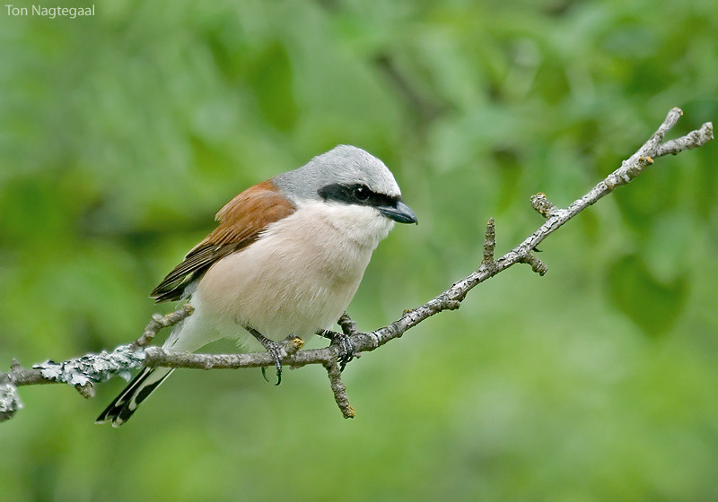 Grauwe Klauwier - Red-backed Shrike - Lanius collurio