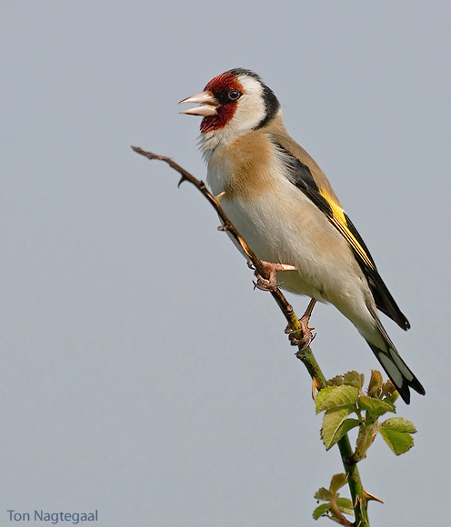Putter - Goldfinch - Carduelis carduelis