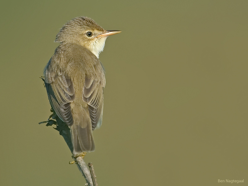 Bosrietzanger - March Warbler - Acrocephalus palustris