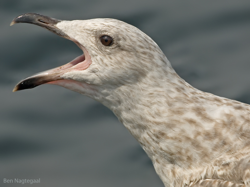 Zilvermeeuw - Herring gull - Larus argentatus