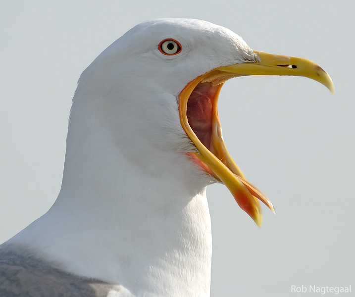 Kleine mantelmeeuw - Lesser black-backed gull - Larus fuscus