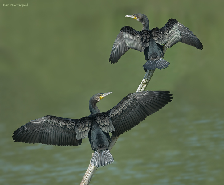 Aalscholver - Great cormorant - Phalacrocorax carbo