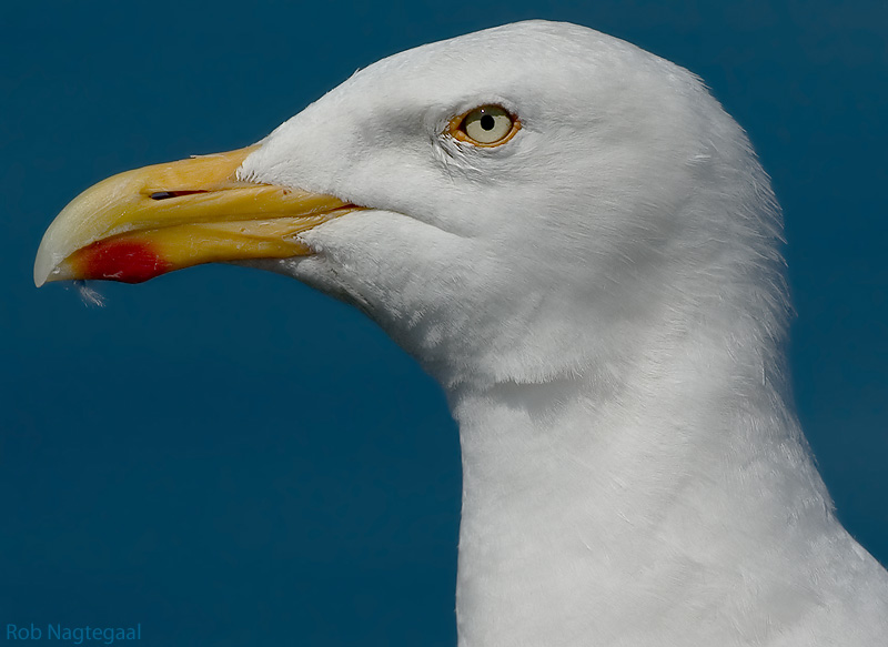 Zilvermeeuw - Herring gull - Larus argentatus
