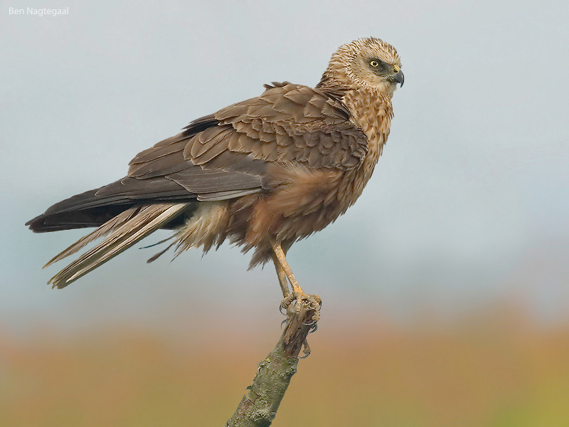 Bruine Kiekendief - Marsh harrier - Circus aeruginosus