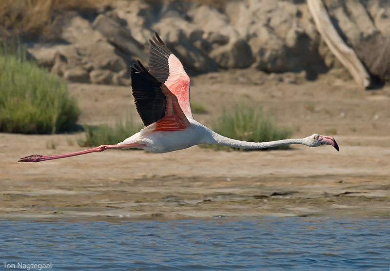 Flamingo - Greater Flamingo - Phoenicopterus roseus