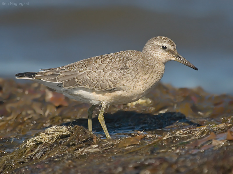 Kanoet - Knot - Calidris canutus