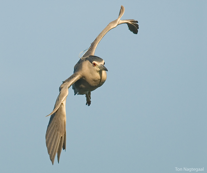 Kwak - Blackcrowned Night-heron - Nycticorax nycticorax