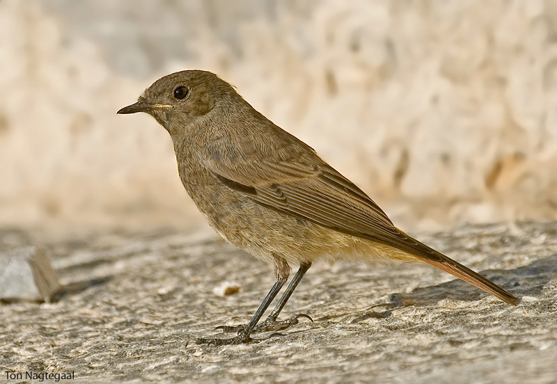 Zwarte Roodstaart - Black Redstart - Phoenicurus ochruros