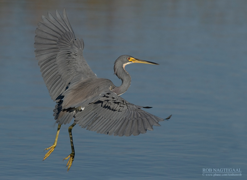 Witbuikreiger - Tricolored Heron - Egretta tricolor