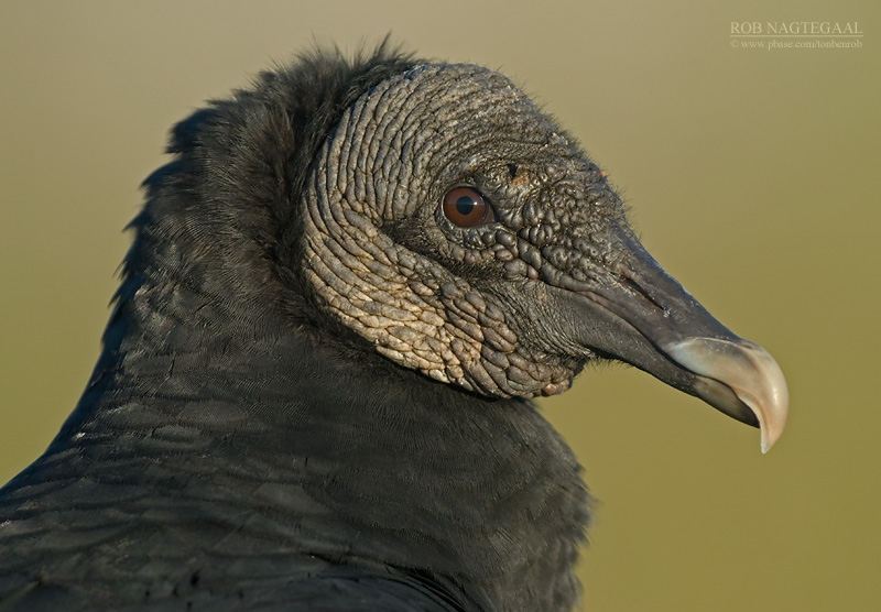 Zwarte Gier - Black Vulture - Coragyps atratus