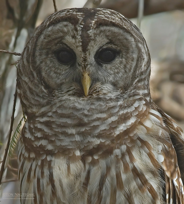 Gestreepte Bosuil - Barred Owl - Strix varia
