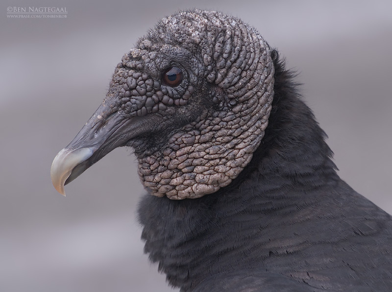 Zwarte Gier - Black Vulture - Coragyps atratus