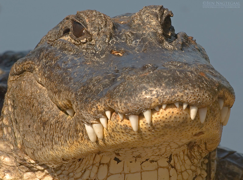 Amerikaanse alligator - American Alligator - Alligator mississippiensis