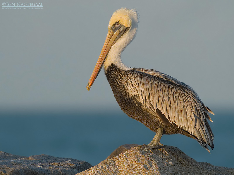 Bruine Pelikaan - Brown Pelican - Pelecanus occidentalis