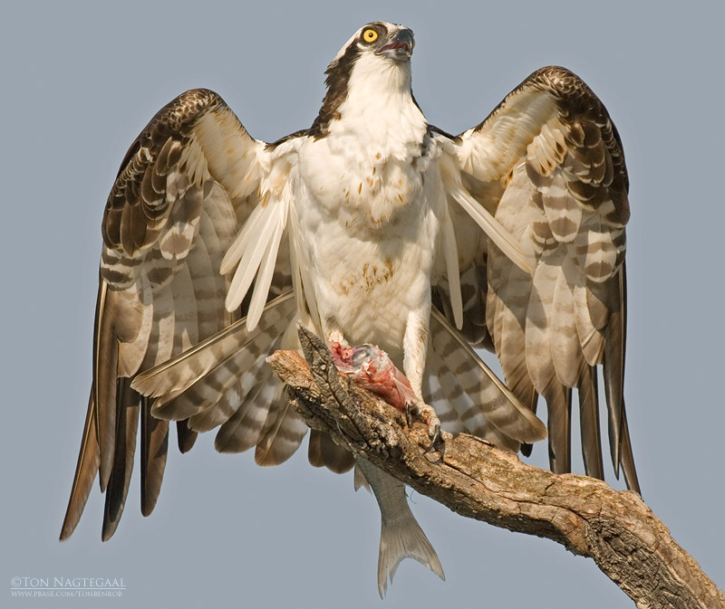 Visarend - Osprey - Pandion haliaetus