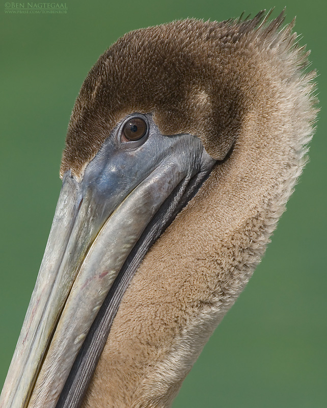Bruine Pelikaan - Brown Pelican - Pelecanus occidentalis