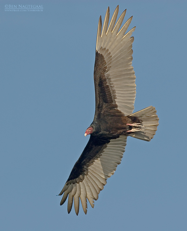 Kalkoengier - Turkey Vulture - Cathartes aura