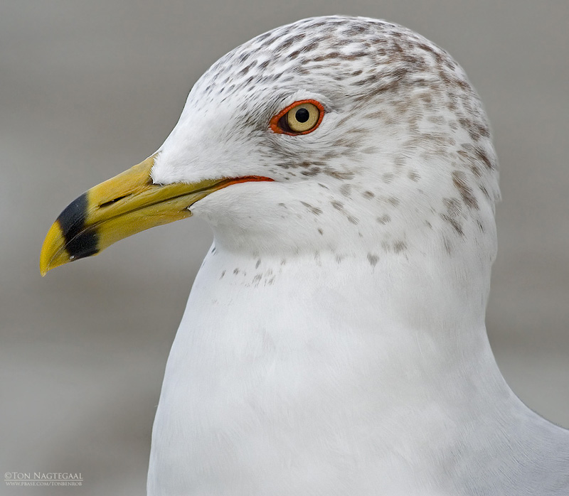 Ringsnavelmeeuw - Ring billed Gull - Larus delawarensis