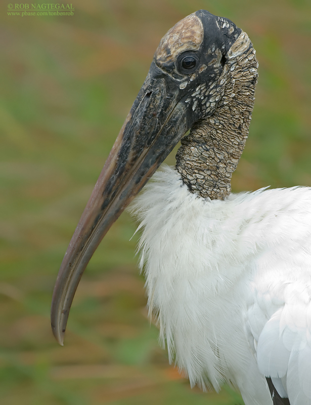 Kaalkopooievaar - Wood Stork - Mycteria americana