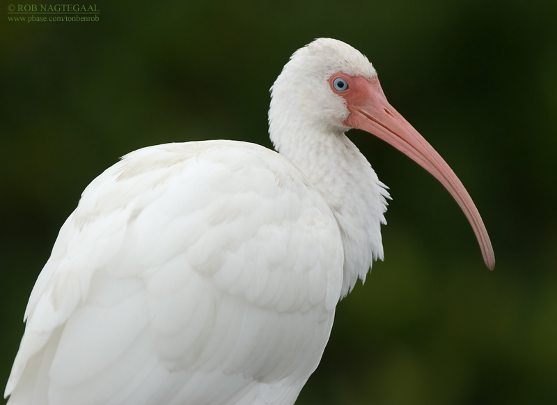 Witte Ibis - White Ibis - Eudocimus albus