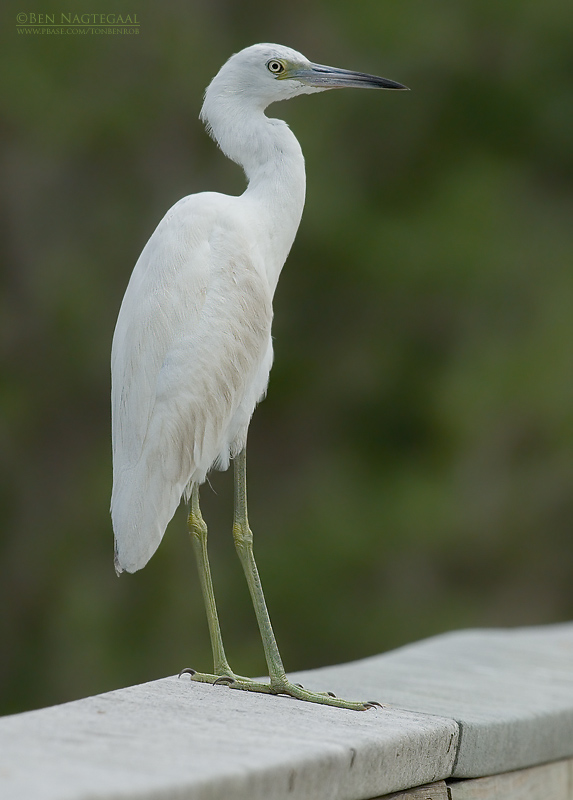 Kleine Blauwe Reiger - Little Blue Heron - Egretta caerulea