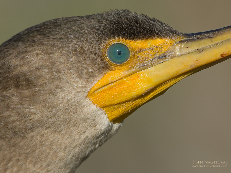 Geoorde Aalscholver - Double-crested Cormorant - Phalacrocorax auritus