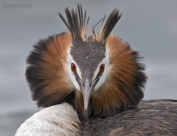 Fuut - Great crested grebe - Podiceps cristatus