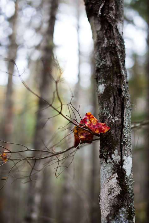 Red Leaf by Tree Trunk