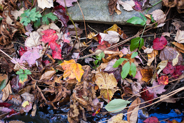 Leaves and Rock at Waters Edge