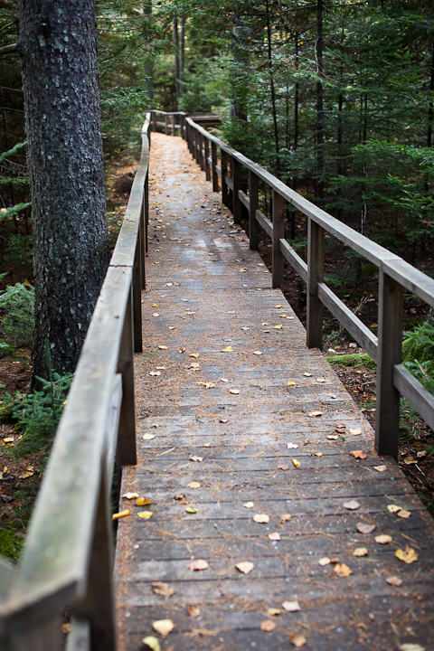 Birdsacre Boardwalk #3