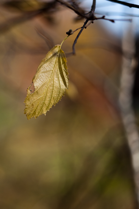 Last Leaf by Birch