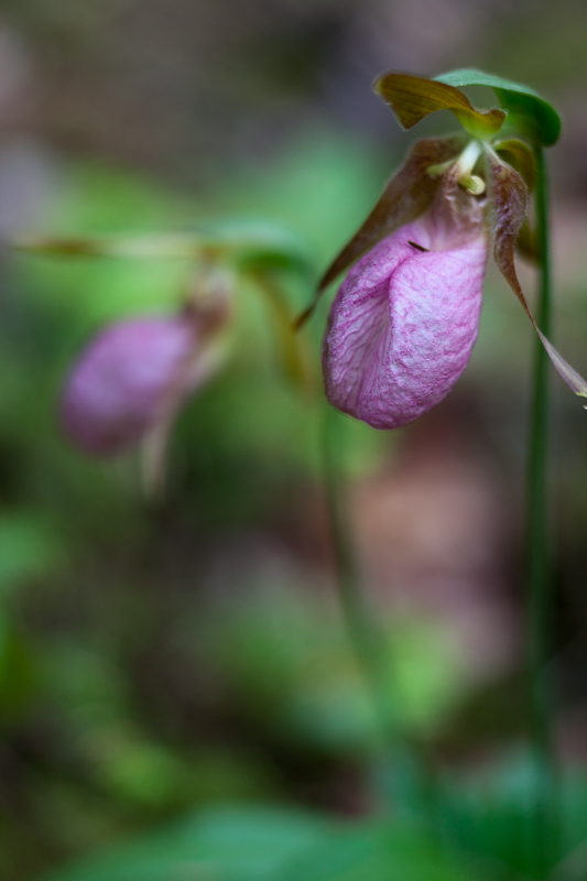 Lady Slipper #2