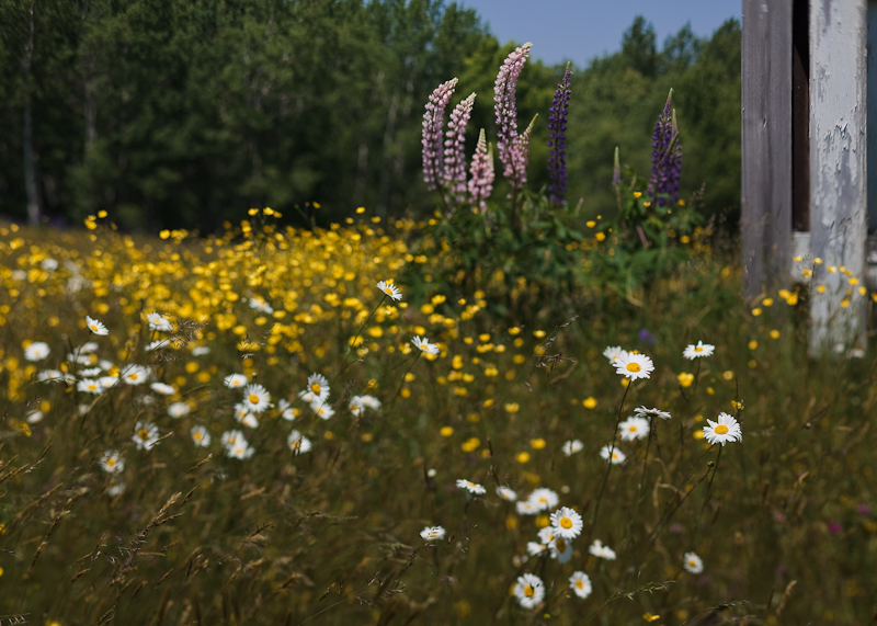 Daisies with Lupines by Shed