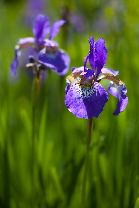 Iris Pair