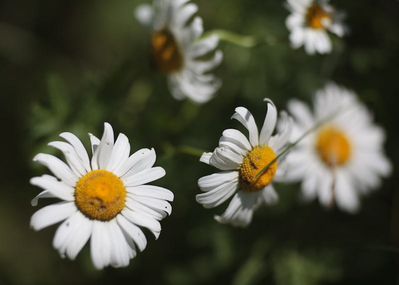 Crazy Daisies