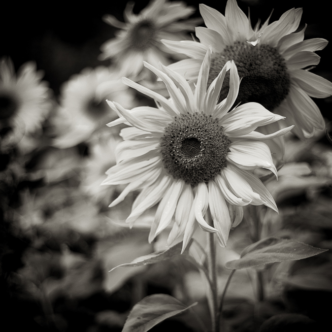 Sepia Sunflowers