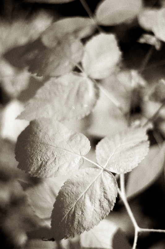 Leaves