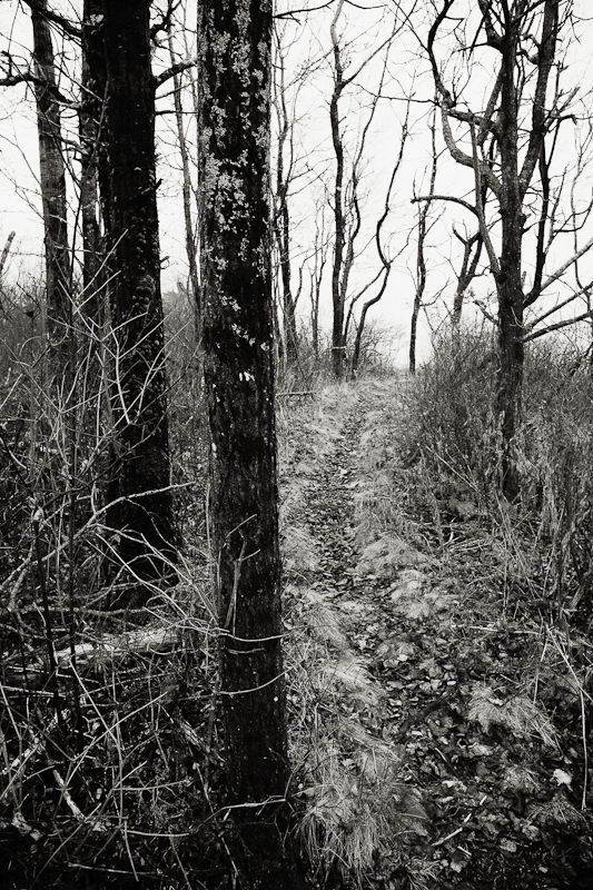Out of the Woods and into the Fog