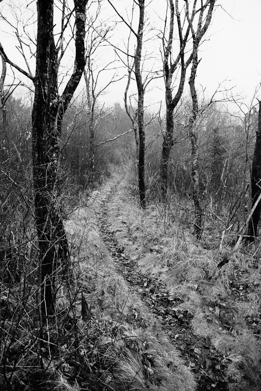 Path in Fog Faux IR