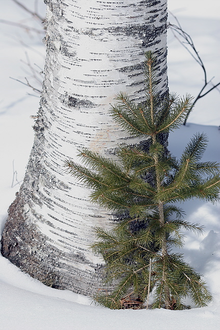 Birch and Baby Pine