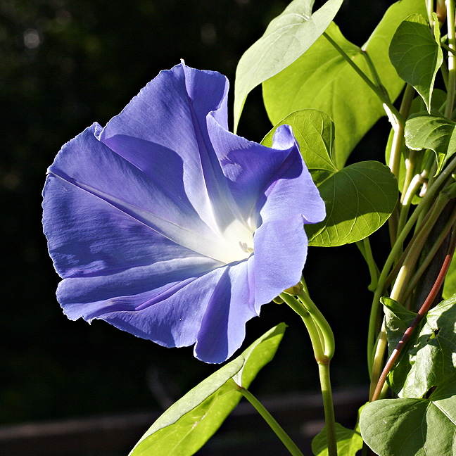 Morning Glory