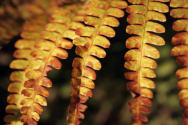 Autumn Fern