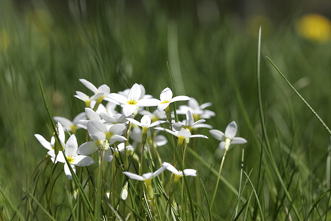 White Bluet Cluster