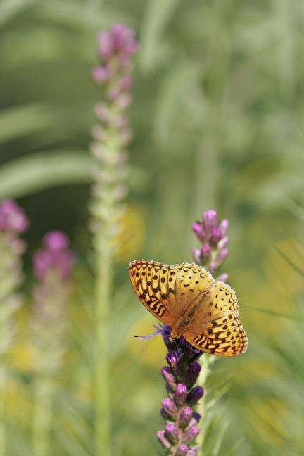 Great Spangled Fritillary Butterfly (Speyeria cybele) on Liatris from above