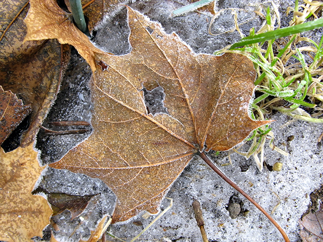 Lone Frosted Maple Leaf