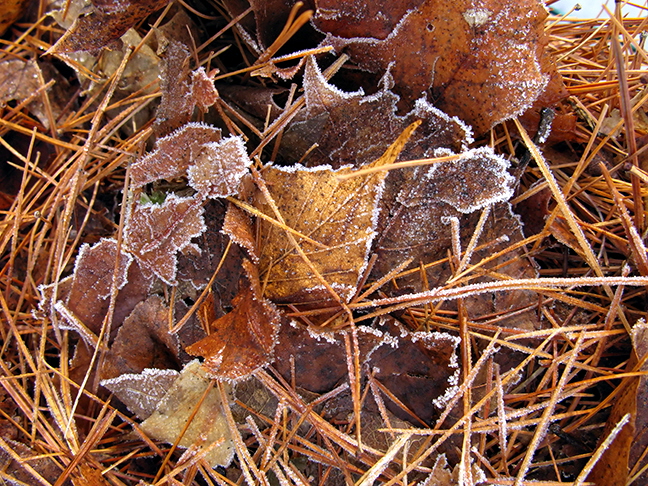 Frosted Leaves in Pine Needles #1